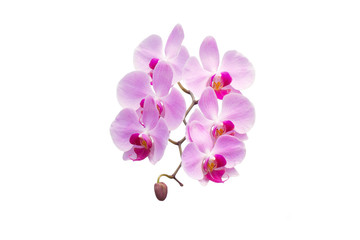 phalanopsis  orchid isolated on white background