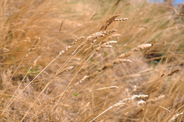 Champs d'herbes sèches