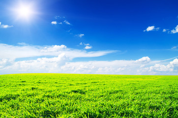 field of grass and perfect sky