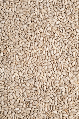 sunflower seed background