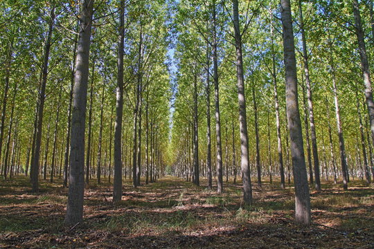 Bosque de chopos. Alija del Infantado, Le&oacute;n