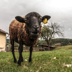 Crazy brown sheep