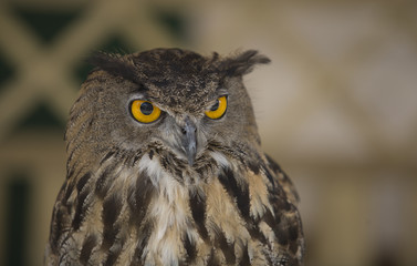 European Eagle-Owl
