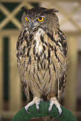 Portrait of a European Eagle-Owl