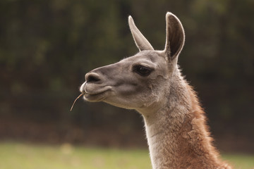 Obraz premium Lama Guanaco (Lama guanicoe)