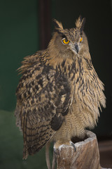 European Eagle-Owl perched in a trunk