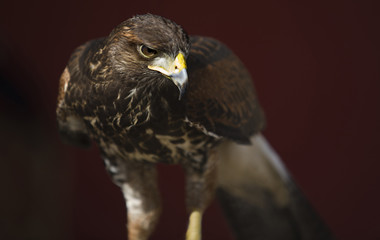 Harris's Hawk