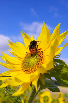Biene Hornisse Bl&uuml;te insekt