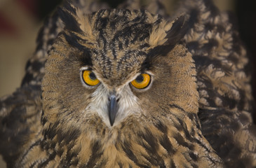 European Eagle-Owl 4