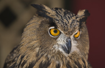 European Eagle-Owl 7
