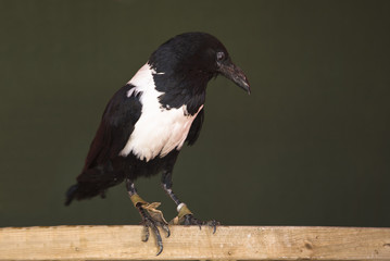 European Magpie