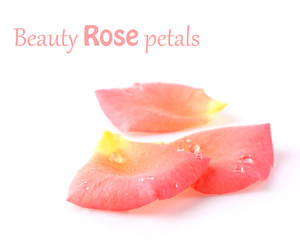Beauty rose petals