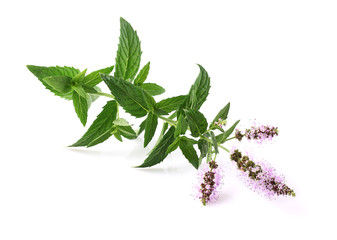 Mint flowers
