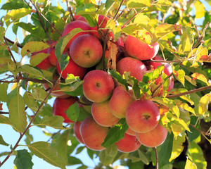 red apples ready to be picked