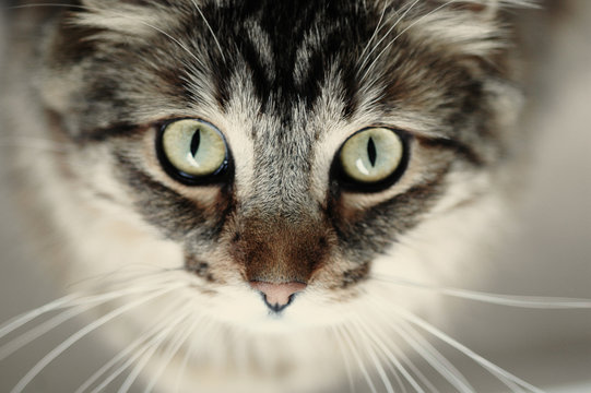 Beautiful Cat, portrait, closeup