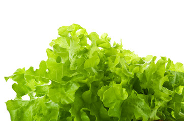 green leaves lettuce  on the white background