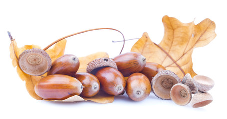 acorn isolated on a white background © mariusz szczygieł