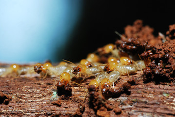 Group of termites buiding their nest