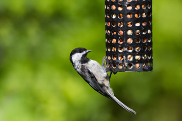Naklejka premium Chickadee and Bird Feeder