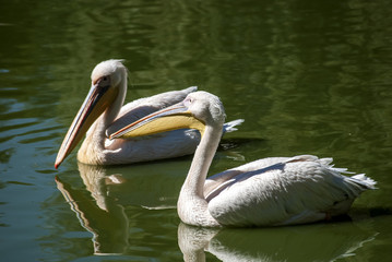 Two pelicans close together in lake waters