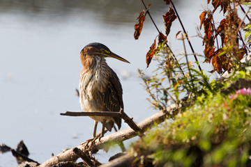 Green Heron