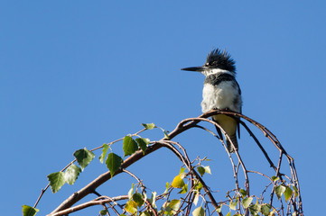 Belted Kingfisher