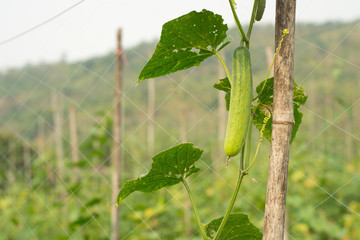 Cucumbers growing on a vine in garden.