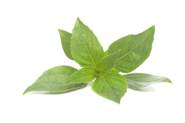 Obraz premium Thai Basil isolated on white background.