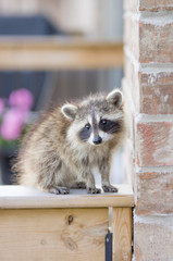 Juvenile ginger-haired raccoon on garden fence © Tony