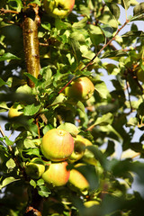 Ripe, beautiful apples on the branches of apple tree