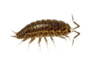 wood louse
