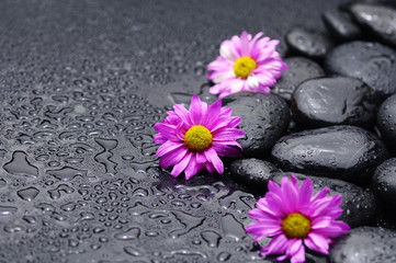 Still life with three pink gerbera and stones