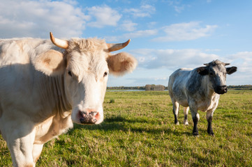 Two cows standing on grassland