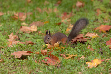 Naklejka na ściany i meble squirrel in the autumn