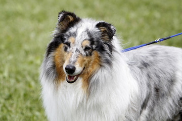 Langhaar Collie bei einer Hundeausstellung