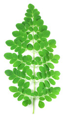 Edible moringa leaves