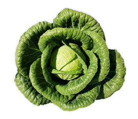 Fototapeta premium cabbage