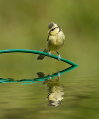 Blue tit and reflection