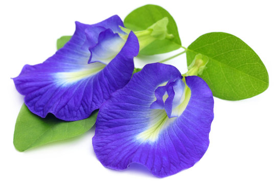 Clitoria ternatea or Aparajita flower of Indian subcontinent