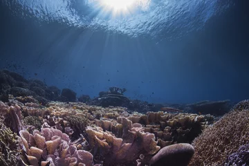 Printed kitchen splashbacks Diving reef scape