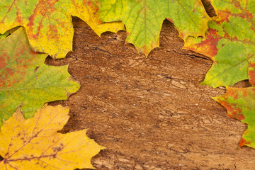 Background with autumnal colored maple leaves on bark