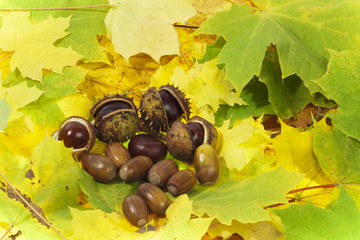 Autumn background of horse chestnut and acorns