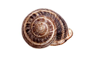 Escargot - Weinbergschnecke - Schnecken