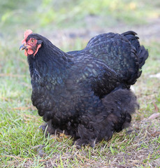 Black hen