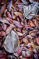 Background of fall dead leaves