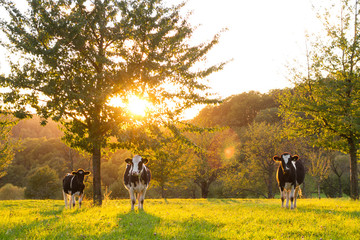 Rinder im Sonnenuntergang auf dem Feld