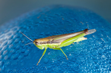 grasshopper insect close up on blue background