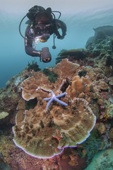 diver illuminating a starfish