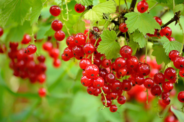 Red currants