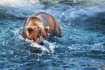 Bear on Alaska